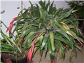 bromelija